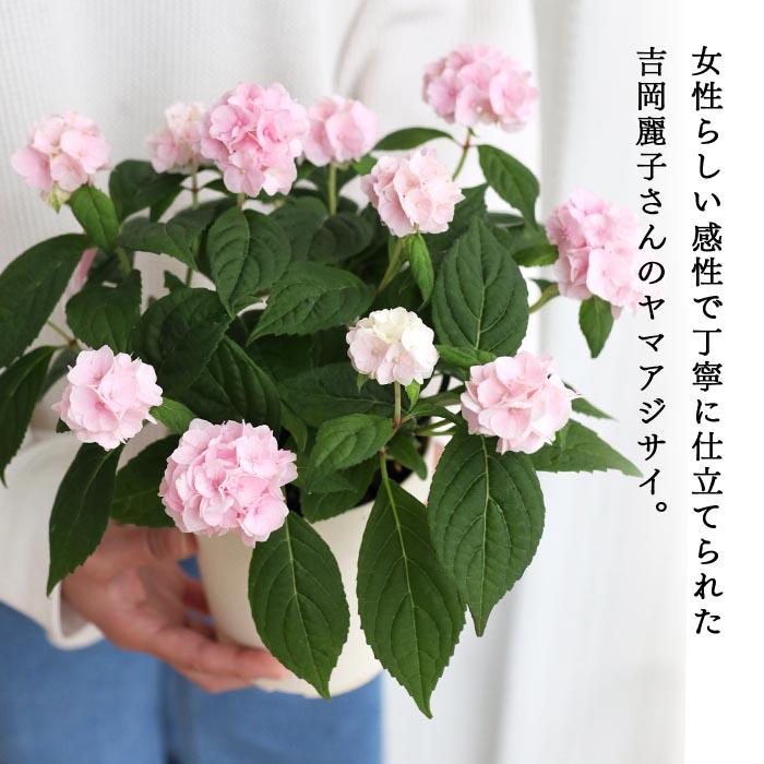 吉岡麗子さんの山アジサイ 伊予獅子てまり ピンク 4号鉢 送料無料
