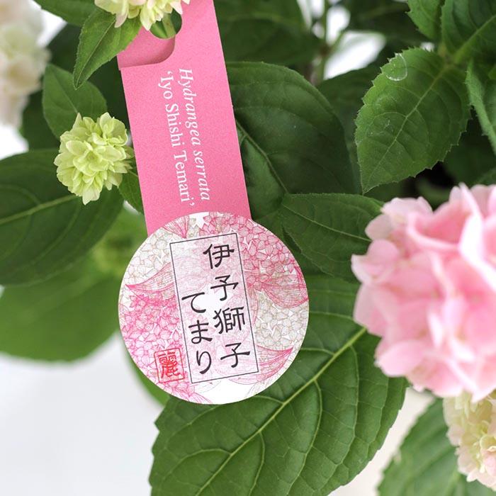 吉岡麗子さんの山アジサイ 伊予獅子てまり ピンク 4号鉢 送料無料