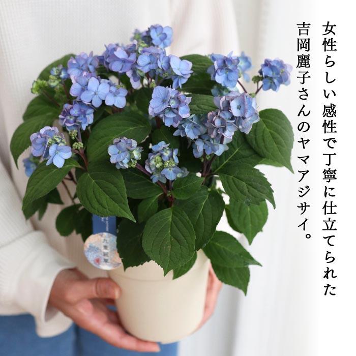 吉岡麗子さんの山アジサイ 九重麗華 ブルー 4号鉢 送料無料