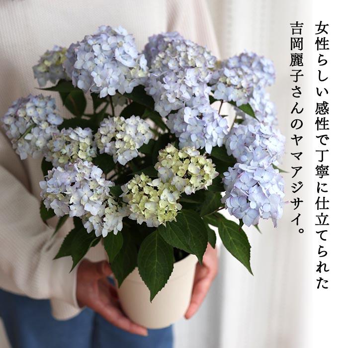 吉岡麗子さんの山アジサイ 倉木てまり ブルー 4号鉢 送料無料
