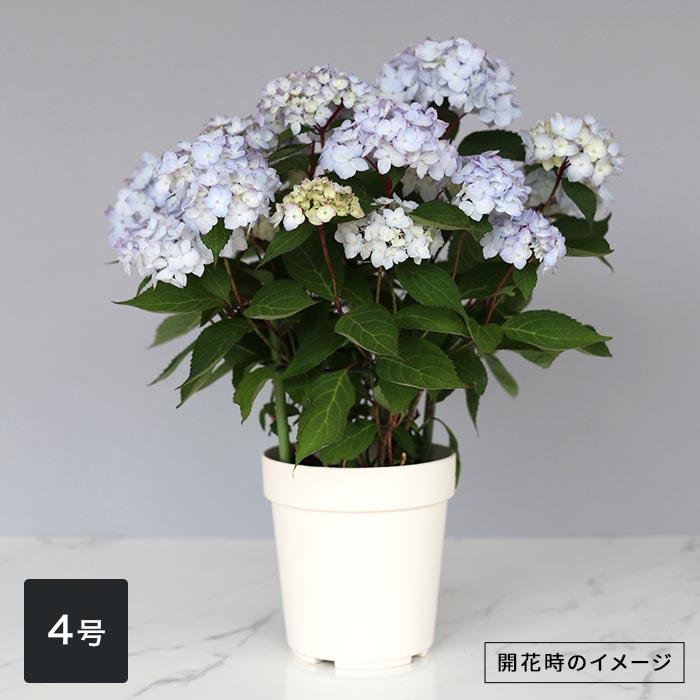 吉岡麗子さんの山アジサイ 倉木てまり ブルー 4号鉢 送料無料