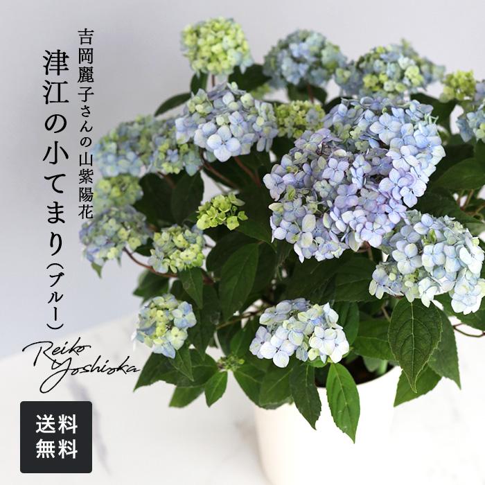 吉岡麗子さんの山アジサイ 津江の小てまり ブルー 4号鉢 送料無料