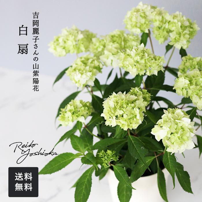 吉岡麗子さんの山アジサイ 白扇 ハクセン 4号鉢 送料無料 ヤマアジサイ