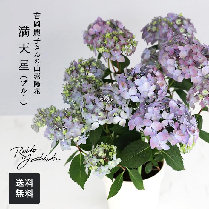 吉岡麗子さんの山アジサイ 満天星 ブルー 4号鉢 送料無料