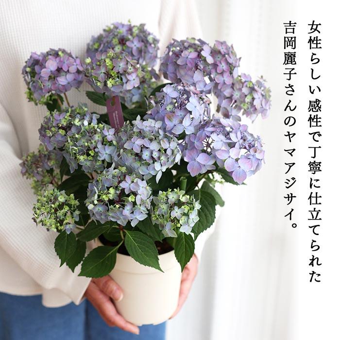 お得コレクション　紫陽花　アジサイ　吉岡麗子さん　山アジサイ　4号４鉢セット 吉岡麗子さんの山アジサイ 満天星 ブルー 4号鉢 送料無料 ヤマアジサイ