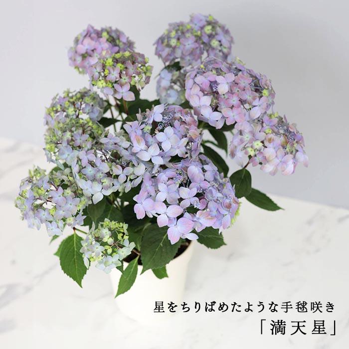吉岡麗子さんの山アジサイ 満天星 ブルー 4号鉢 送料無料 ヤマアジサイ
