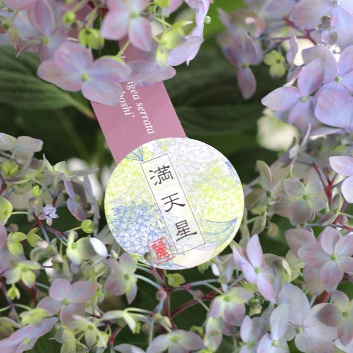 吉岡麗子さんの山アジサイ 満天星 ブルー 4号鉢 送料無料 ヤマアジサイ