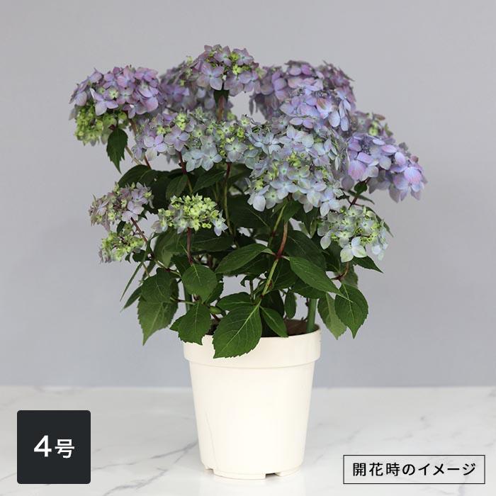 吉岡麗子さんの山アジサイ 満天星 ブルー 4号鉢 送料無料 ヤマアジサイ