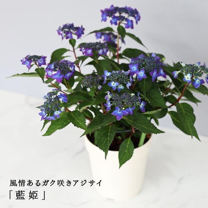 吉岡麗子さんの山アジサイ 藍姫 ブルー 4号鉢 送料無料 ヤマアジサイ