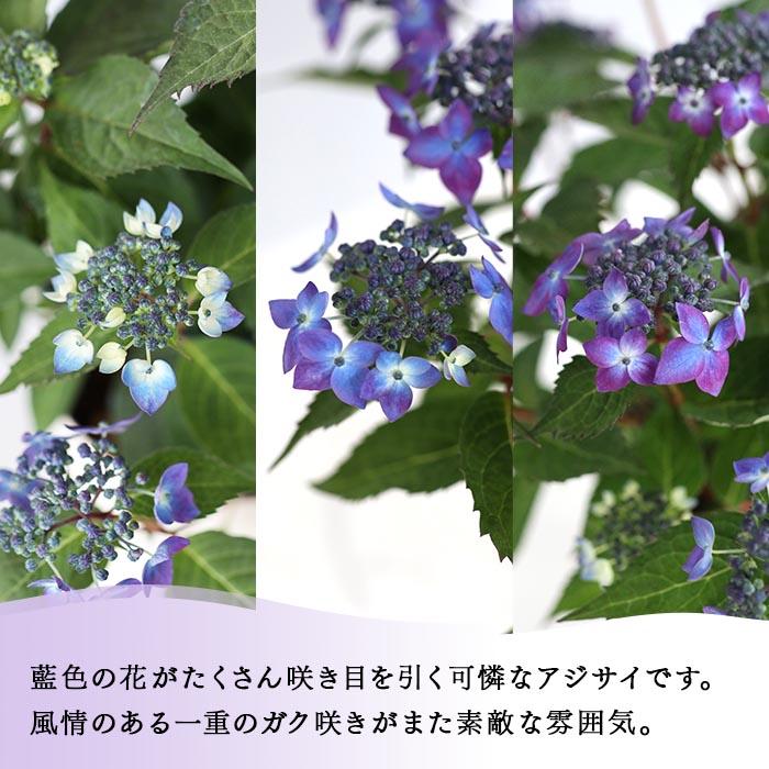 吉岡麗子さんの山アジサイ 藍姫 ブルー 4号鉢 送料無料 吉岡麗子さんの山アジサイ 藍姫 ブルー 4号鉢 送料無料