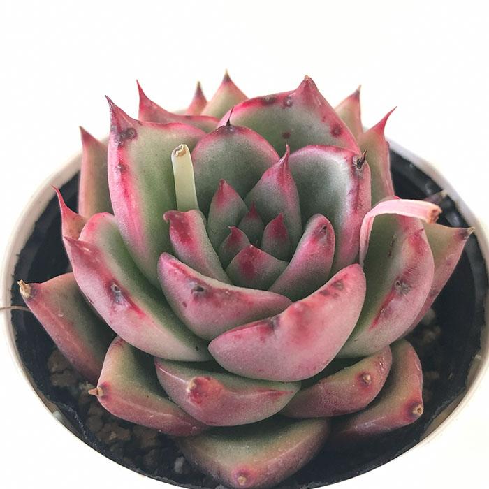 日本花キ流通 多肉植物 hmエケベリア ジャイアントピンク 多肉植物