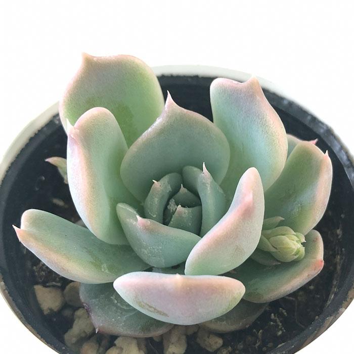 日本花キ流通 多肉植物 hmエケベリア ラブリーハート 多肉植物