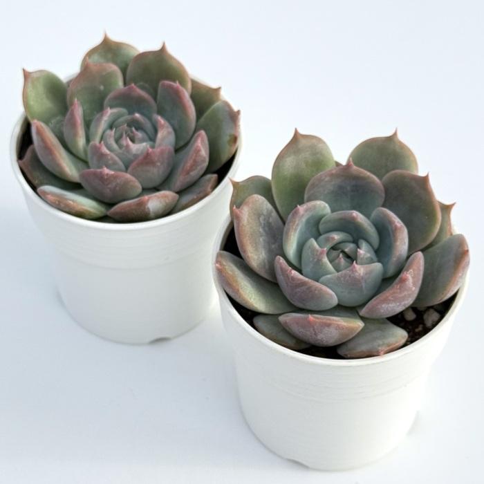 日本花キ流通 多肉植物 hmエケベリア ラブリーハート 多肉植物