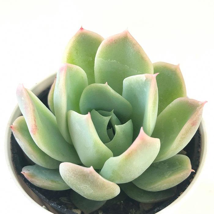 日本花キ流通 多肉植物 hmエケベリア フォーリングチェリー 多肉植物