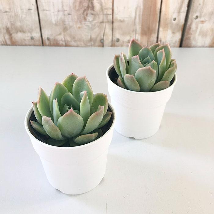 日本花キ流通 多肉植物 hmエケベリア フォーリングチェリー 多肉植物