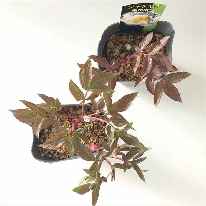 日本花キ流通 予約販売 芍薬 満州山芍 12cmポット シャクヤク