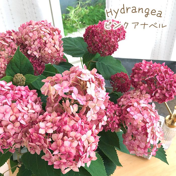 日本花キ流通 予約販売 ピンクアナベル 5号鉢 送料無料 ハイドランジア