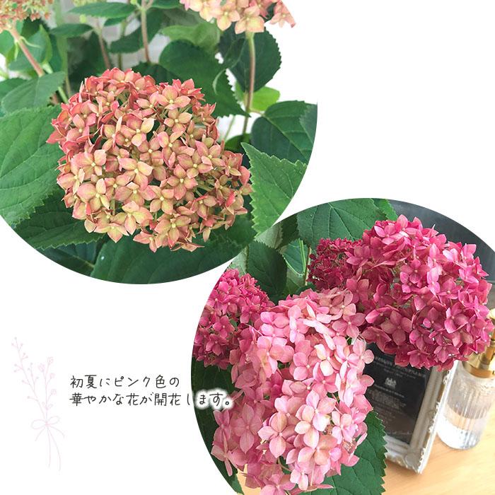 日本花キ流通 予約販売 ピンクアナベル 5号鉢 送料無料 ハイドランジア