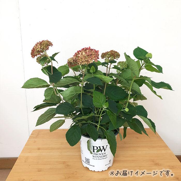 日本花キ流通 予約販売 ピンクアナベル 5号鉢 送料無料 ハイドランジア