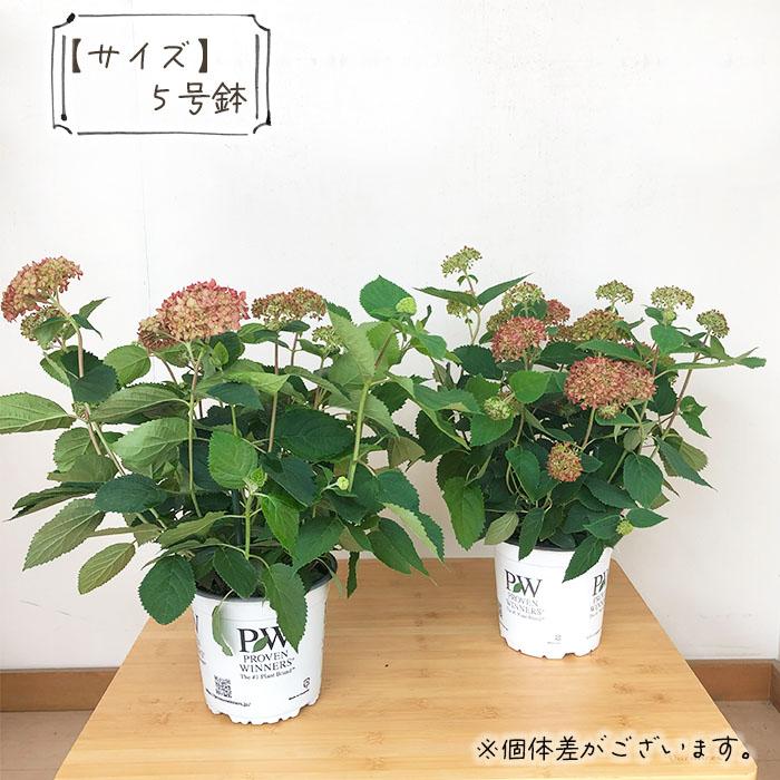 日本花キ流通 予約販売 ピンクアナベル 5号鉢 送料無料 ハイドランジア