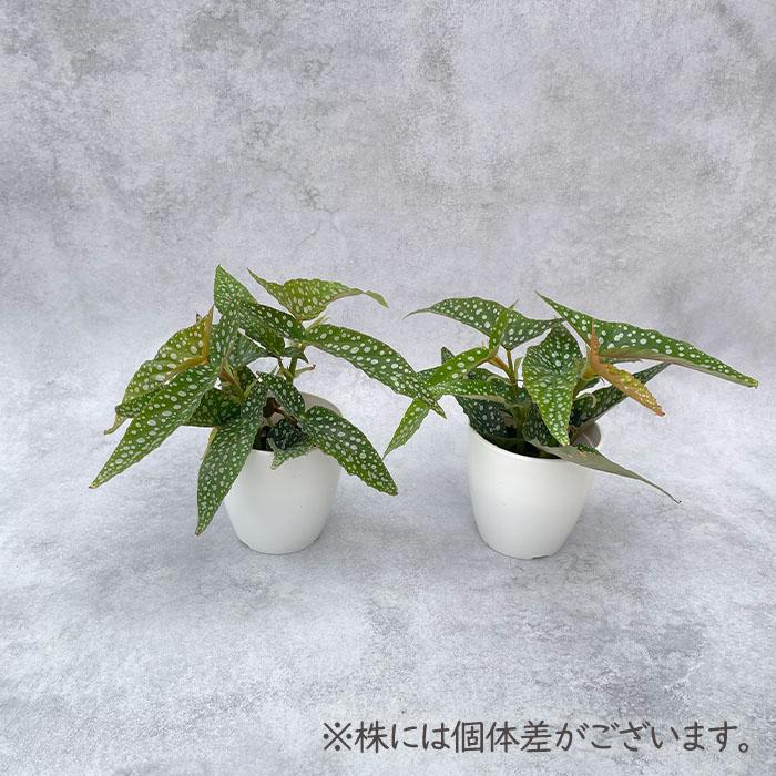 日本花キ流通 観葉植物 cot ベゴニア ホワイトアイス 3.5号鉢 木立