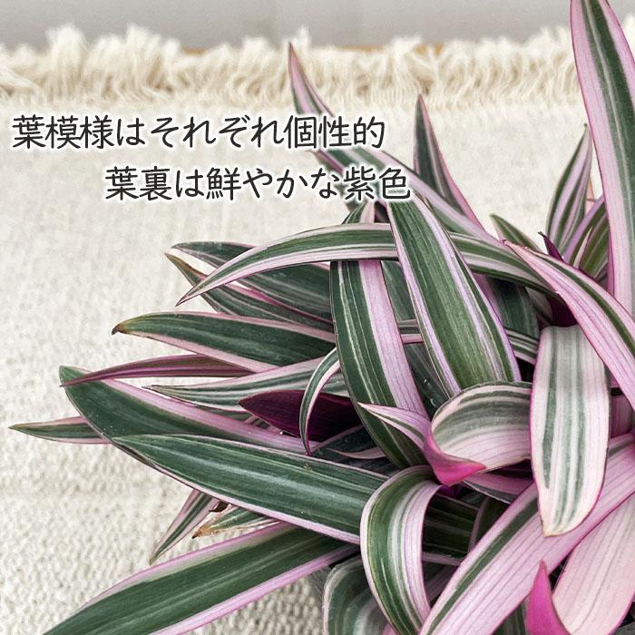 日本花キ流通 観葉植物 ムラサキオモト 3.5号ポット 観葉植物 小型