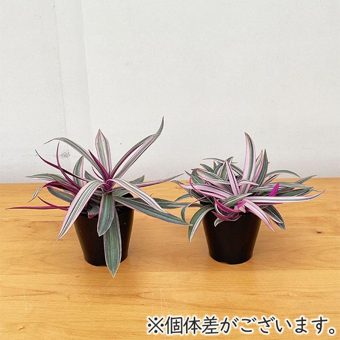 日本花キ流通 観葉植物 ムラサキオモト 3.5号鉢 観葉植物 小型 小さい