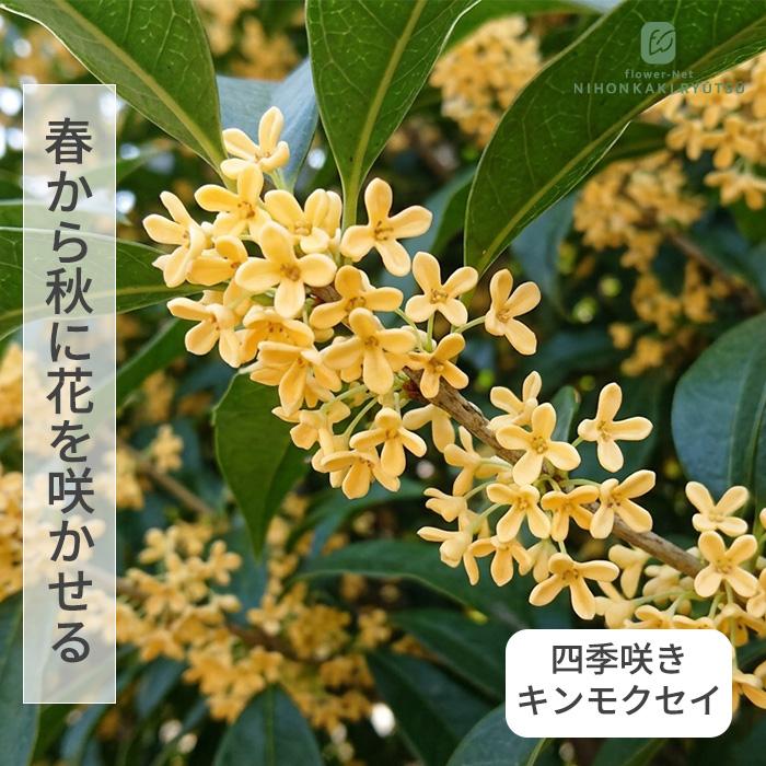 日本花キ流通 四季咲き キンモクセイ 苗 9cmポット 金木犀 三大香木