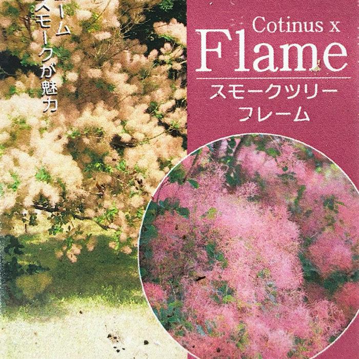 【現品】スモークツリー　フレーム 楽天市場】スモークツリー 【フレーム】 7号鉢植え : 苗木部