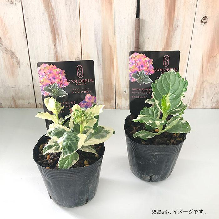 アジサイ カラフルランジア スパイスno.2 10.5cmポット 斑入り 大栄