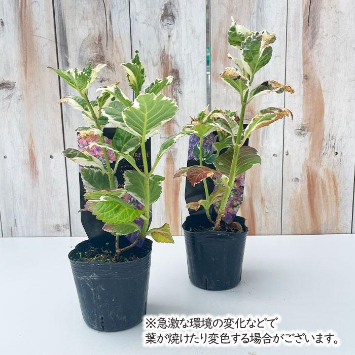 ラグランジア　紫陽花　カラフルランジア　斑入り多花性　4種鉢ごとタグ付き匿名発送 アジサイ カラフルランジア オーロラ 9cmポット 斑入り 大栄花園