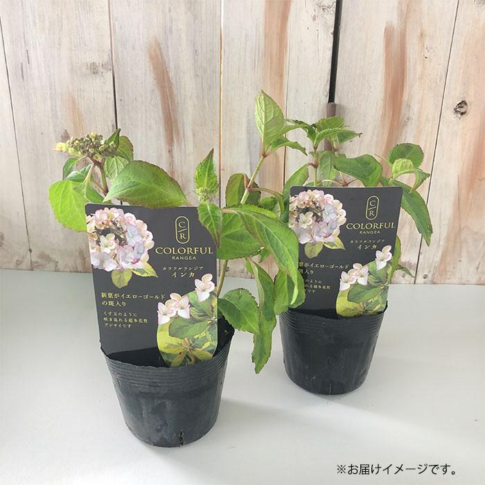 予約販売 アジサイ カラフルランジア インカ 10.5cmポット 斑入り 大栄