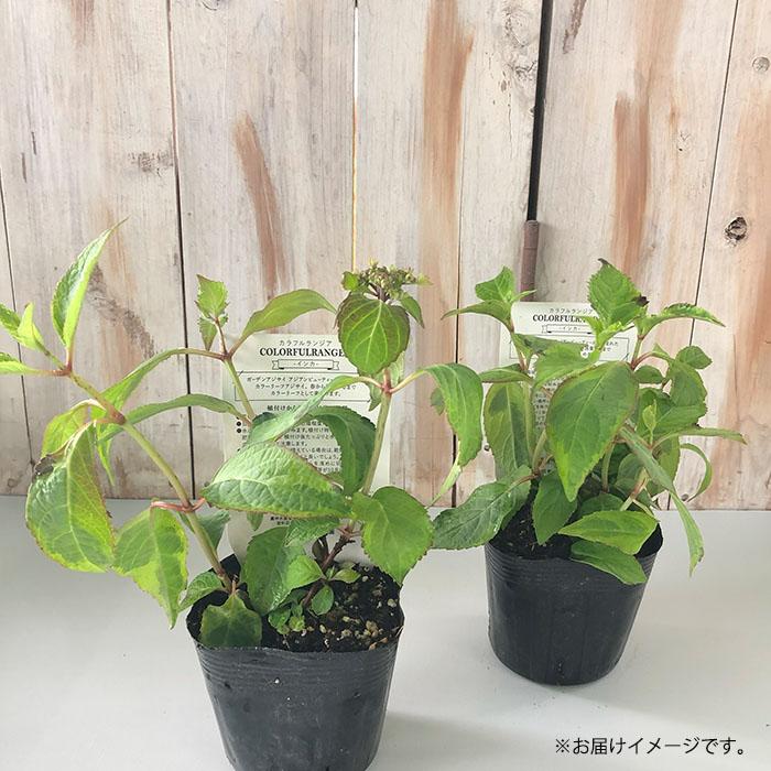 予約販売 アジサイ カラフルランジア インカ 10.5cmポット 斑入り 大栄