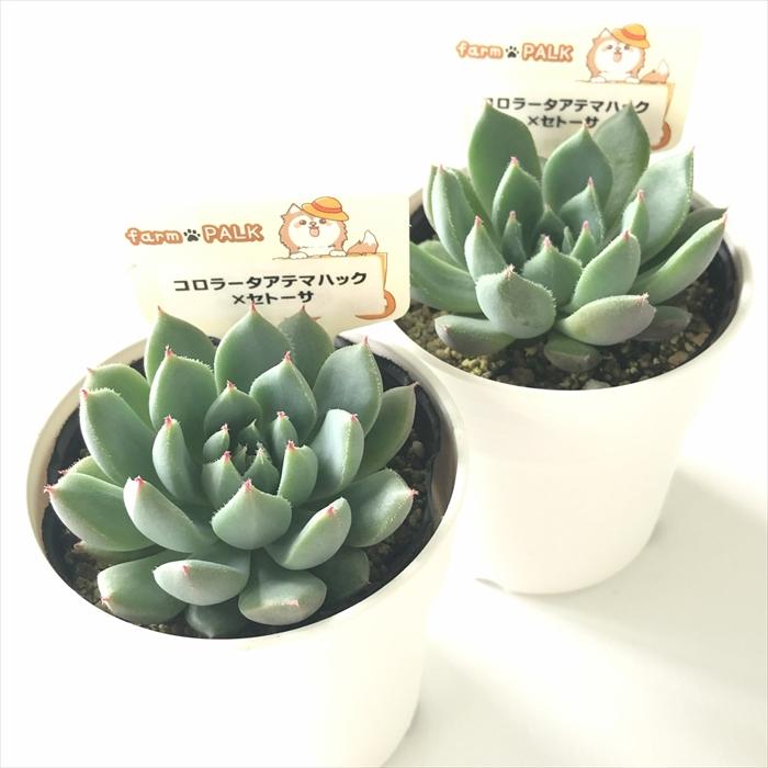 ⭐️ローズガーネット×コロラータアテマハック⭐️ファームパルク 多肉 寄植 多肉植物 plkエケベリア コロラータアテマハック×セトーサ パルクさん