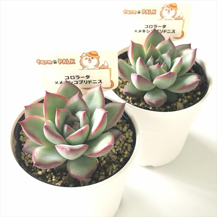 多肉植物 plkエケベリア コロラータ×メキシコプリドニス パルクさん苗