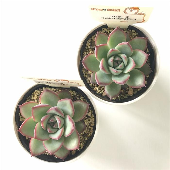 多肉植物 plkエケベリア コロラータ×メキシコプリドニス パルクさん苗
