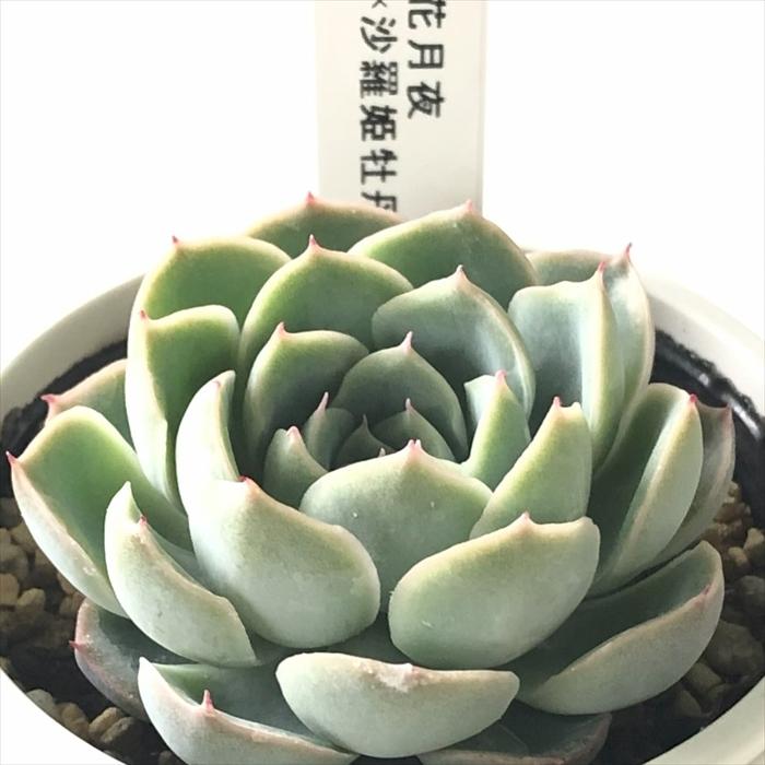 多肉植物 yukエケベリア 花月夜×沙羅姫牡丹 優木園さんの苗 送料無料