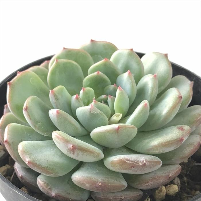 日本花キ流通 多肉植物 skエケベリア ハニー エケベリア 7.5cm 日本花キ流通 多肉植物 skエケベリア ハニー エケベリア 7.5cm