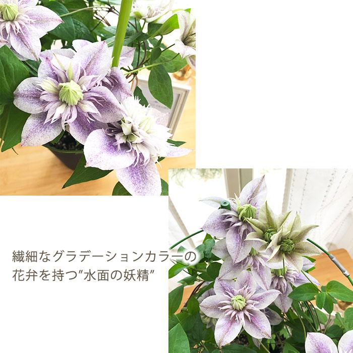 日本花キ流通 予約販売 クレマチス 水面の妖精 5号鉢 送料無料 ギフト