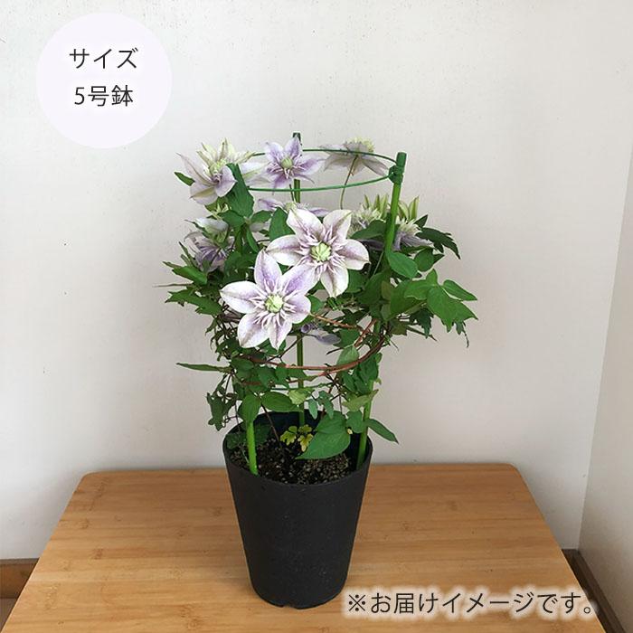 日本花キ流通 予約販売 クレマチス 水面の妖精 5号鉢 送料無料 ギフト