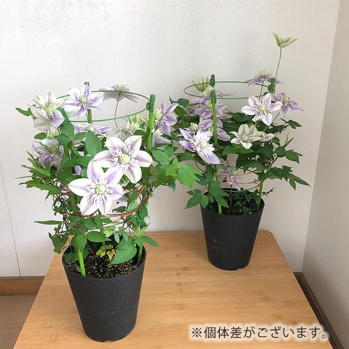 日本花キ流通 予約販売 クレマチス 水面の妖精 5号鉢 送料無料 ギフト