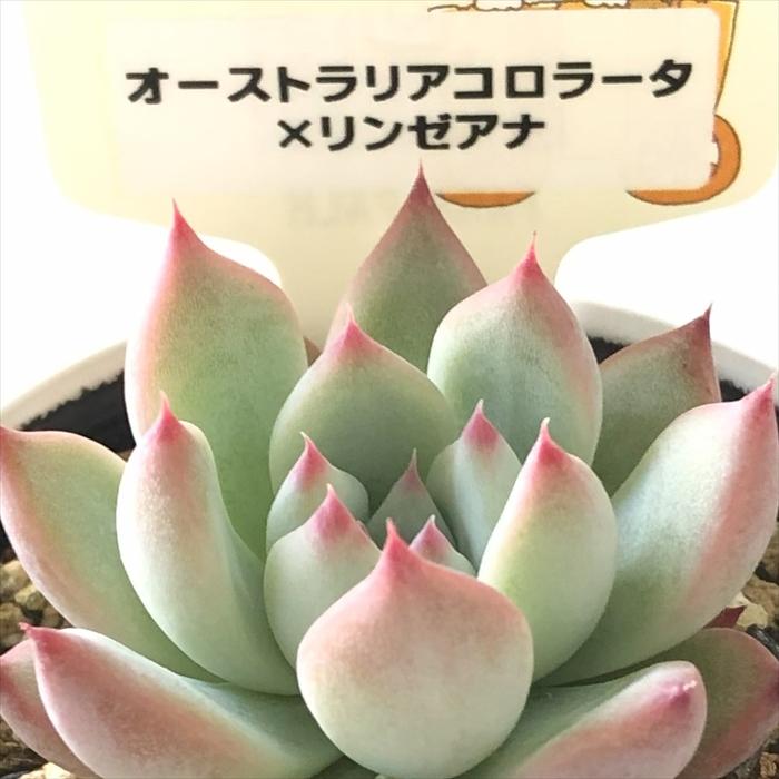 多肉植物 plkエケベリア オーストラリアコロラータ×リンゼアナ パルク