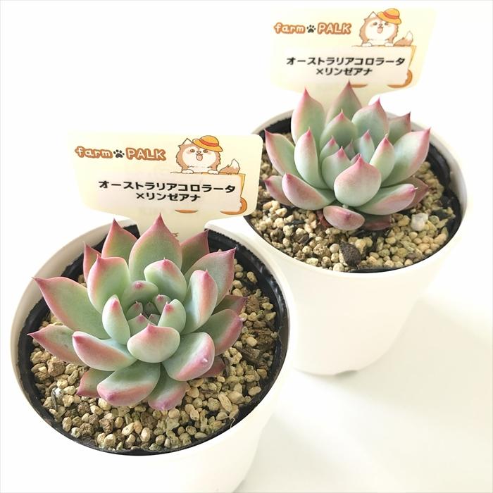多肉植物 実生苗 ポトシナ×コロラータ エケベリア 無職インセクトの | 高額多肉の罠 ホーリンゼ実生 個人輸入 コロラータ エケベリア・セダム