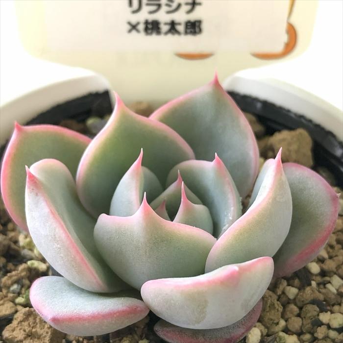 多肉植物 plkエケベリア リラシナ×桃太郎 パルクさん苗 送料無料