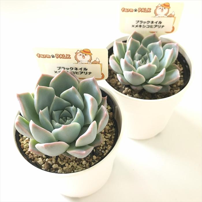 多肉植物　ブラックネイル×メキシコヒアリナ　パルクさん 多肉植物 plkエケベリア ブラックネイル×メキシコヒアリナ パルクさん