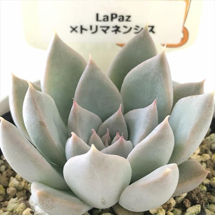 多肉植物 plkエケベリア La Paz×トリマネンシス パルクさん苗 送料無料