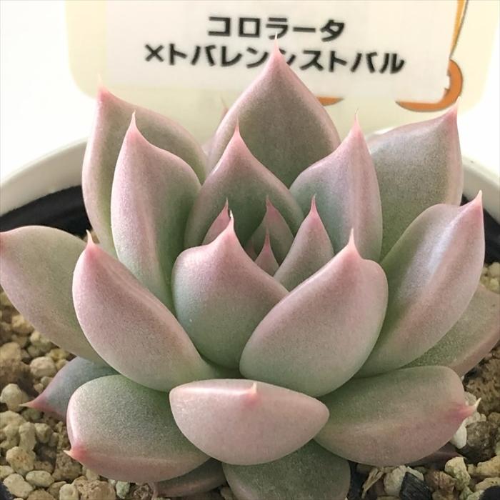 多肉植物 plkエケベリア コロラータ×トバレンシストバル パルクさん苗