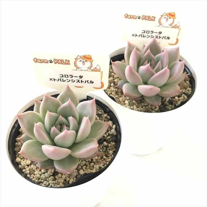 多肉植物 plkエケベリア コロラータ×トバレンシストバル パルクさん苗
