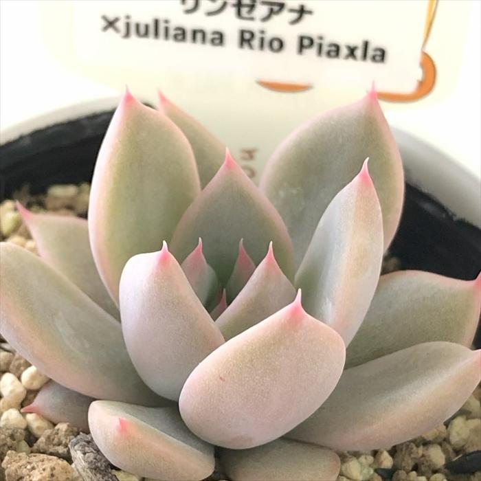 多肉植物 plkエケベリア リンゼアナ×juliana Rio Piaxla パルクさん苗