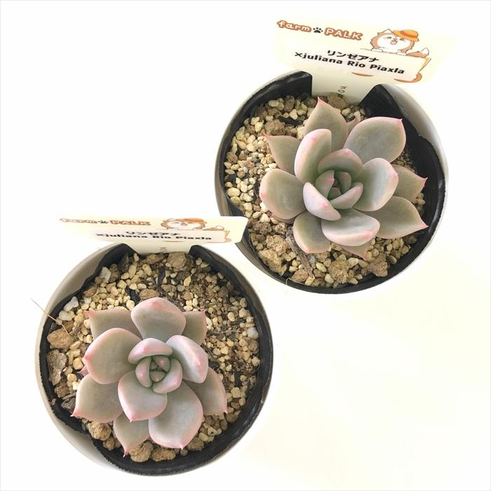 多肉植物 plkエケベリア リンゼアナ×juliana Rio Piaxla パルクさん苗